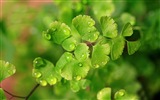 Adiantum 녹색 식물 HD 배경 화면 #12