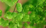 Adiantum 녹색 식물 HD 배경 화면 #13