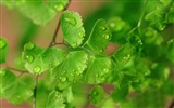 Adiantum green plants HD wallpapers #13