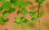 Adiantum 녹색 식물 HD 배경 화면 #15