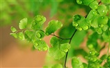 Adiantum 녹색 식물 HD 배경 화면 #16