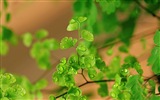 Adiantum 녹색 식물 HD 배경 화면 #17