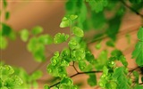 Adiantum grünen Pflanzen HD Wallpaper #17