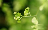 Adiantum verde plantas HD wallpapers #20