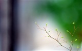 나무의 HD 배경 화면에 봄 새싹 #2