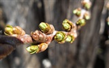 Frühjahr Knospen an den Bäumen HD Wallpaper #5