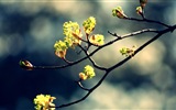 나무의 HD 배경 화면에 봄 새싹 #6
