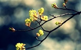 Frühjahr Knospen an den Bäumen HD Wallpaper #6