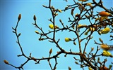 나무의 HD 배경 화면에 봄 새싹 #8