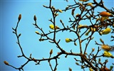 Bourgeons de printemps sur les arbres fonds d'écran HD #8