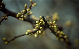 Frühjahr Knospen an den Bäumen HD Wallpaper #15