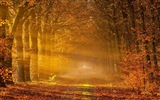 Podzimní červené listy lesních dřevin HD tapetu #2