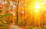 Podzimní červené listy lesních dřevin HD tapetu #3