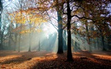 Automne feuilles rouges des arbres d'écran HD forêt #6