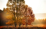 Automne feuilles rouges des arbres d'écran HD forêt #7