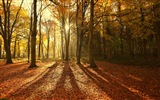 Automne feuilles rouges des arbres d'écran HD forêt #8