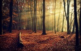 秋の赤、森の木々のHDの壁紙を離れる #10