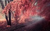 Podzimní červené listy lesních dřevin HD tapetu #13