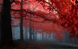 Autumn red leaves forest trees HD wallpaper #15