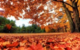 ウィンドウズ8.1テーマのHD壁紙：美しい秋の紅葉 #1