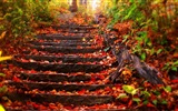 8.1 de Windows Theme HD wallpapers: hermosas hojas de otoño #2