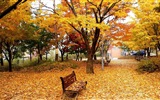 8.1 de Windows Theme HD wallpapers: hermosas hojas de otoño #3