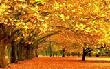 8.1 de Windows Theme HD wallpapers: hermosas hojas de otoño #6