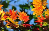 8.1 de Windows Theme HD wallpapers: hermosas hojas de otoño #8