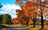 Thème de Windows 8.1 HD fonds d'écran: belles feuilles d'automne #10
