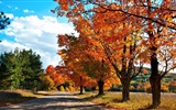 8.1 de Windows Theme HD wallpapers: hermosas hojas de otoño #10