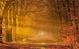 8.1 de Windows Theme HD wallpapers: hermosas hojas de otoño #12