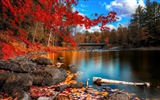 8.1 de Windows Theme HD wallpapers: hermosas hojas de otoño #13