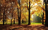 8.1 de Windows Theme HD wallpapers: hermosas hojas de otoño #15