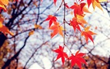 8.1 de Windows Theme HD wallpapers: hermosas hojas de otoño