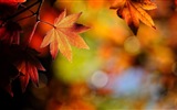 Thème de Windows 8.1 HD fonds d'écran: belles feuilles d'automne #19
