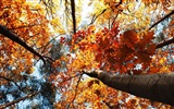 8.1 de Windows Theme HD wallpapers: hermosas hojas de otoño #20