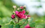 Windows 8 Theme HD Wallpapers: Beautiful flowers