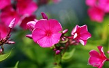 Windows 8 主題高清壁紙：美麗的花兒 #9