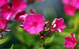 Windows 8 Theme HD Wallpapers: Beautiful flowers #1