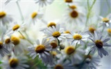 Windows 8 Theme HD Fonds d'écran: Belles fleurs #13