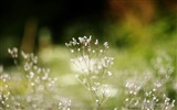 Windows 8 Theme HD Wallpapers: Schöne Blumen #14