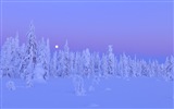 Windowsの8テーマのHD壁紙：冬の雪の夜 #12