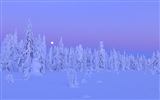 Windows 8 Theme HD Wallpapers: Winterschnee Nacht #12