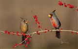 Microsoft Bing noviembre fondos de pantalla de alta definición exquisita #17