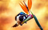 Pájaros coloridos, Windows 8 tema de fondo de pantalla #2