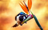 Colorful birds, Windows 8 theme wallpaper #2