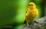 Pájaros coloridos, Windows 8 tema de fondo de pantalla #4