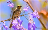 Colorful birds, Windows 8 theme wallpaper #6