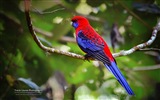 Colorful birds, Windows 8 theme wallpaper #8