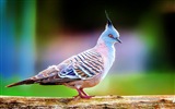 Colorful birds, Windows 8 theme wallpaper #10